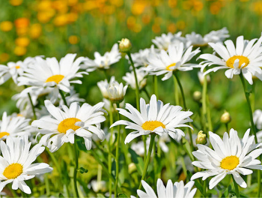 chamomile tea flower